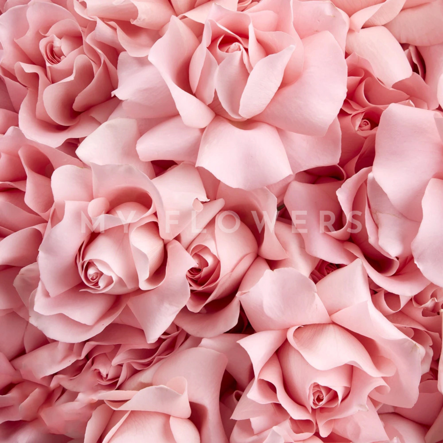 Рожеві троянди у французькому стилі