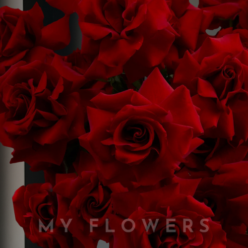 Червоні французькі троянди в кошику